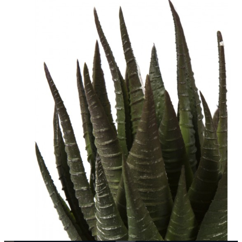Planta Aloe Vera