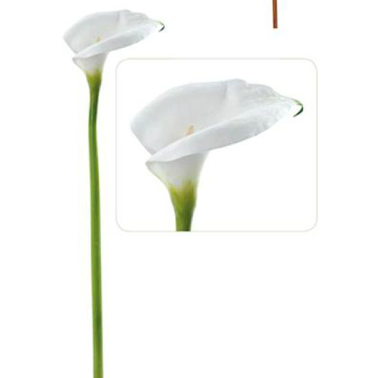 Cala lily abierta blanca