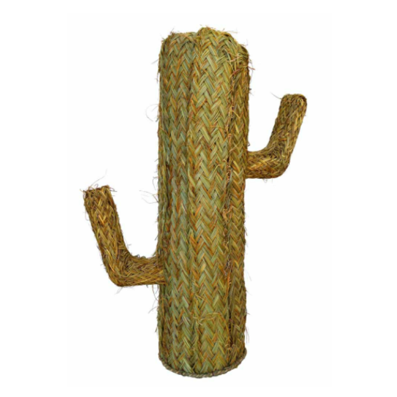 Cactus esparto pequeño