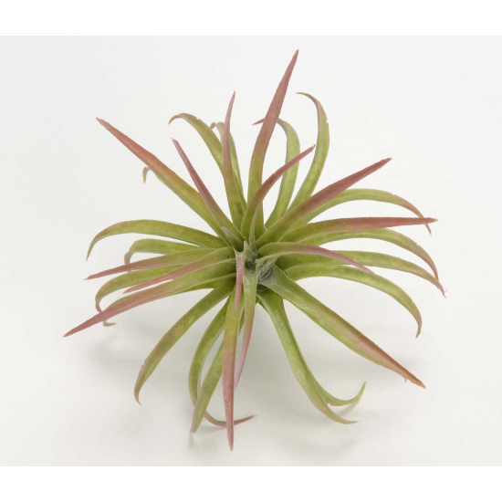 Planta artificial Tillandsia ionantha