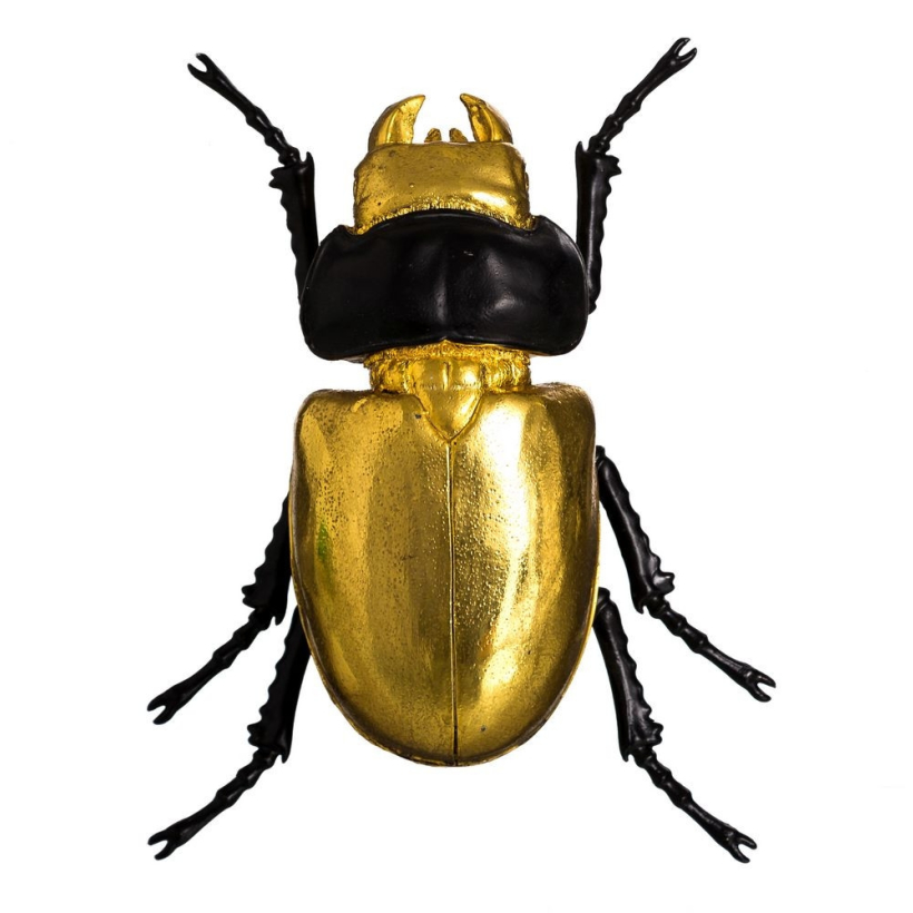 Escarabajo oro y negro 1