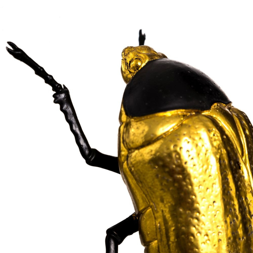 Escarabajo oro y negro 3