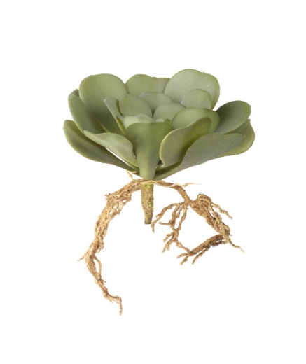 Planta lotus con raíz