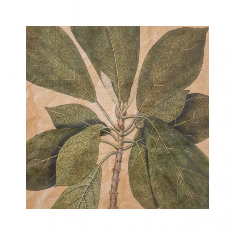 Lienzo hojas ficus 3