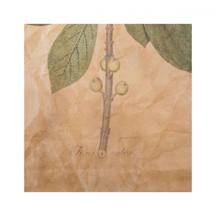 Lienzo hojas ficus 4