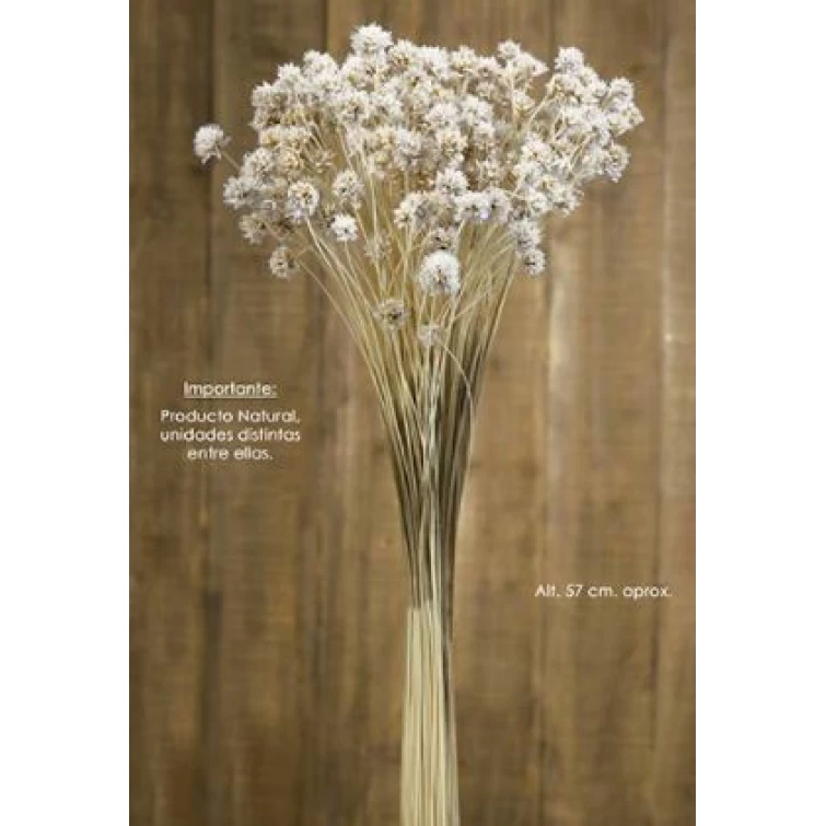 Flor seca blanca