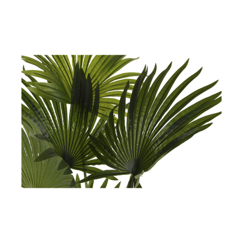 planta palmera 1