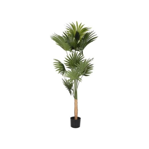 planta palmera