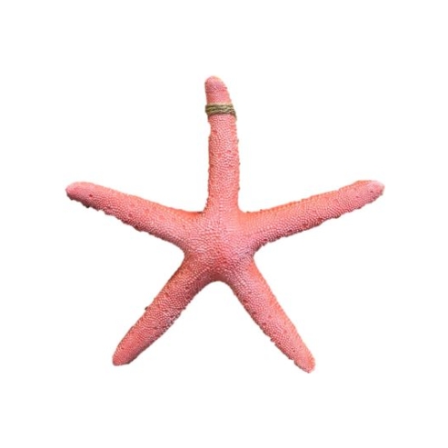 colgante estrella de mar 6
