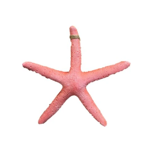 colgante estrella de mar 6