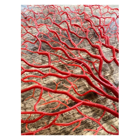 coral rojo 1