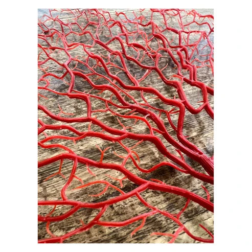 coral rojo 1