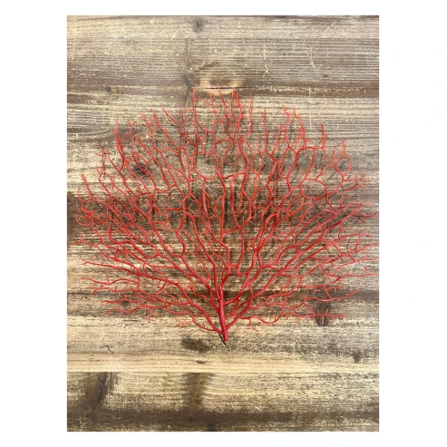 coral rojo 3