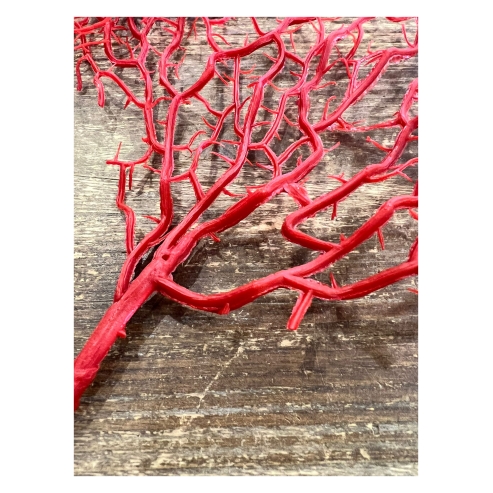 coral rojo 4