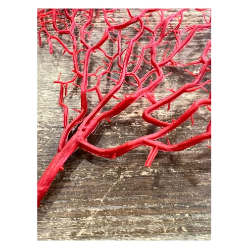 coral rojo 4