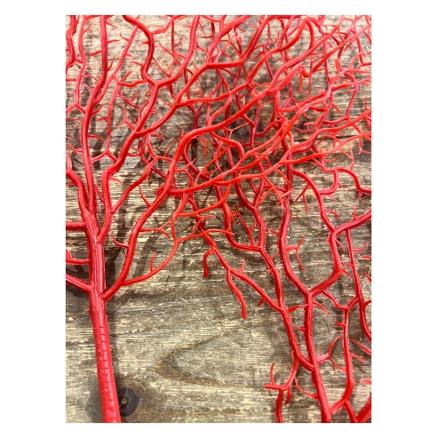 coral rojo 5