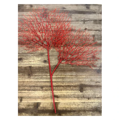coral rojo 6