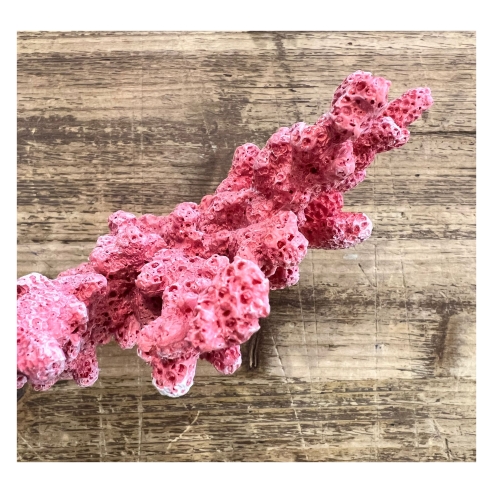 figura coral 2