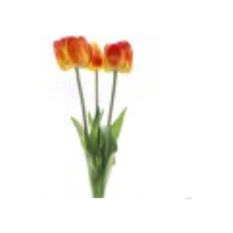 tulipan