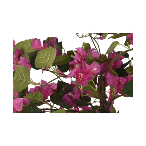 Arbol Buganvilla fucsia (2)