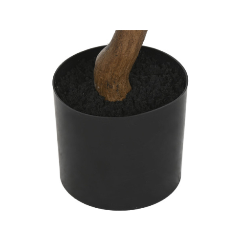 Arbol Buganvilla fucsia (3)