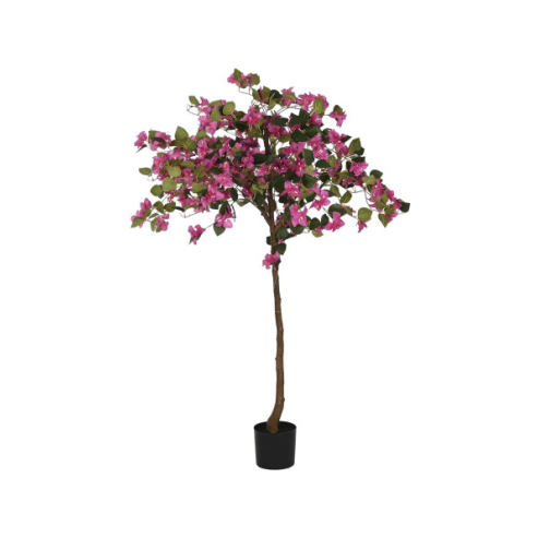 Arbol Buganvilla fucsia